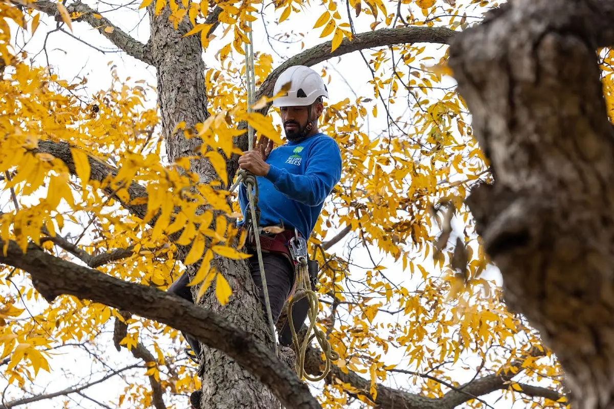 Skilled Tree Planing crew working in Amelia
